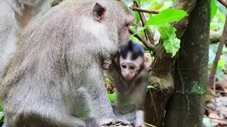 How lovely of newborn monkey Quinton?​ | PNA