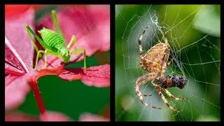 Macrolens | Welke onderwerpen kun je ermee fotograferen? (Dutch)