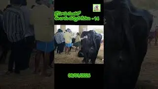 This week's arrival of buffaloes at Krosur fair - 14