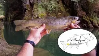 Is&egrave;re / Savoie - Guiers - Farios entre 30 & 40 &agrave; la cuill&egrave;re, en No Kill