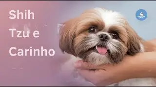 Shih Tzu e Carinho Como Fortalecer o V&iacute;nculo
