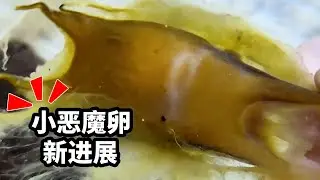 小恶魔卵的孵化出现了新进展！这到底是啥动物呢！ #诺亚方缸 #万物可爱计划