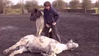 Stunt and Trick Training