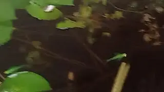 Guppies,veiltail zebrafishes and baby koi in pond!#fish #fishkeeping #fishkeeper