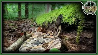 How do Timber Rattlesnakes Hunt?