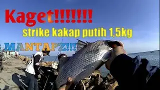 Mancing ikan kakap putih di pelabuhan tasik agung Rembang | barramundi fishing