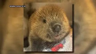 Southwest Virginia Wildlife Center welcomes third beaver kit this year