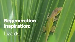 Regeneration inspiration: Lizards