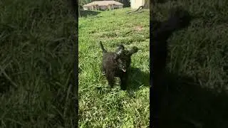 Just a cavapoo running in slowmotion.