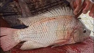 Live Biggest Fish Cutting Skills