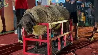 BOBOT PENIMBANGAN KELAS EXSTRIM PALING DI TUNGGU 🔥🔥🔥