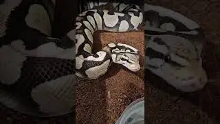 Pastel Chocolate DG Het Hypo #ballpython #snake