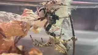 Stegodyphus dufouri mating! 🕷️velvet spiders 