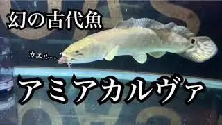 【熱帯魚】幻の古代魚！アミアカルヴァ迎えちゃいました！　ダイヤモンドポルカお引越し　Ancient fish  Large aquarium