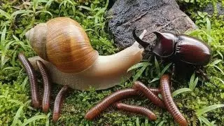 Millipede, Snail & Rhino Beetle Coexistence ! Rare Wildlife Footage #insectEncounter #Millipede 
