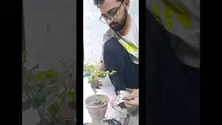 Plant  tree  pls #shorts #explore #planttree