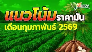 แนวโน้มราคามันเดือนกุมภาพันธ์ 2569