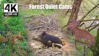 Marten vs Jay & Badger vs Wild Boar | Intense Forest Night