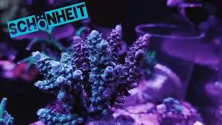 Acropora Tenuis, HouseReef Austria