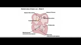 Heart development part 2 (EMBRYOLOGY)