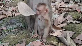 Baby Archie ! Orphan monkey boy | Amanda she alway caring this baby live this baby like her son 