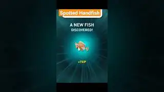 Spotted Handfish Location in Australia - Creatures of the Deep Fishing❗🍀