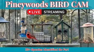 LIVE Bird Feeder Cam | Watch Wild Birds! Part 2 | January 26th, 2026