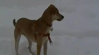 Jasper sees Snomaggedon