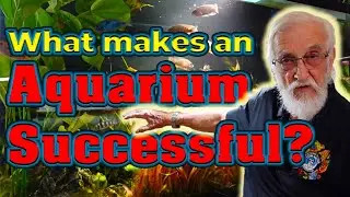 🐟 Father Fish Natural Aquariums | Dirt + Sand Setup, Discus, and True Ecosystem Tanks