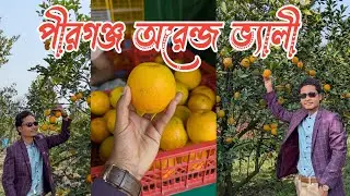 বাংলাদেশে দার্জিলিং কমলার বাগান!  পীরগঞ্জ Orange Valley  ঠাকুরগাঁও by Rony's Moments