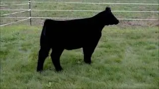 Schaa Cattle Company - Tag 7