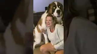 Viral Dog Video 2.0: Funniest Saint Bernard Moment Ever! #funnydogvideos #shorts #trynottolaugh
