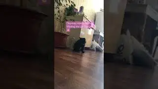 Moving my cat. Day one ☝🏼#cat #animals #pets Переезд Симбы🖤🩷