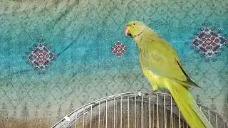 Talking parrot bird mitho mitho,green parrot ki boli