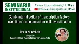 Combinatorial action of transcription factors over time: a mechanism for cell diversification