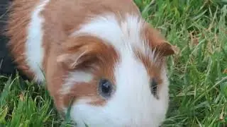 5 minutos com o Léo.