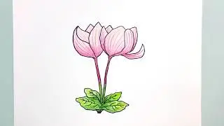 Drawing Cyclamen Flower Beautiful