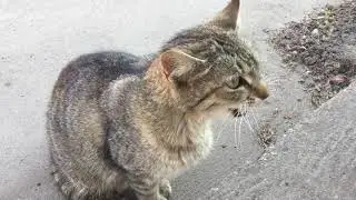 Vicces cica panasz. Funny cat voice. Lustige Katzenbeschwerde.