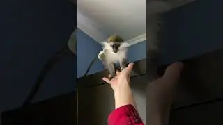 Ну ви подивіться на цю мавпу 🙈