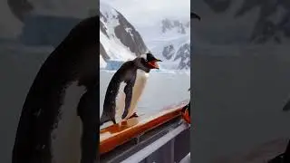 Ocean rescue #mysteriousocean #oceanview #animals #oceanstories #oceanmysteries