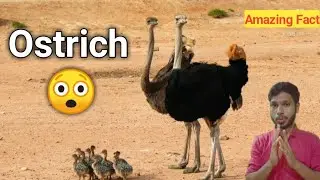 How Large Ostrich Eye | शुतुरमुर्ग की आंखें कितनी बड़ी होती हैं?