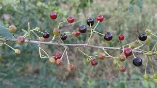 Magriva, ra&scaron;eljka - Prunus Mahaleb
