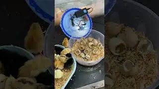 DIY incubator hatching with result #hatching #incubator #viral
