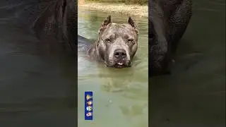 Dog Growth: A Visual Masterpiece🐕🤯✅..#dogvideos #dogshorts #dog #trending