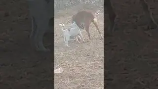 Dog gril dog #shortsfeed 🐕🐕🐕#trending #trendingshorts #dogvideos #shorts #viralshort