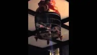 Perkutut Murmet tapi Suaranya Mantap