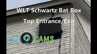 WLT Bat Box 2 - Exit View