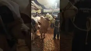 Ma sha allah full video palba cattle show Rahim yar khan 2023