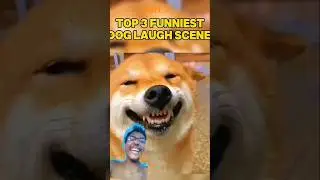 talking animal funny video part 7 #shortsfeed #shortsviral #shorts #funnyanimalvideos