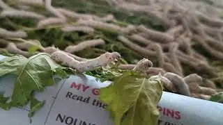 sericulture worms
